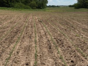 Corn emergence in toeslope at SE corner of South Field. May 31, 2017