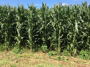 Corn at VT growth stage (tassling) 2019