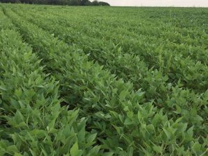 Soybean in North Field, 2018