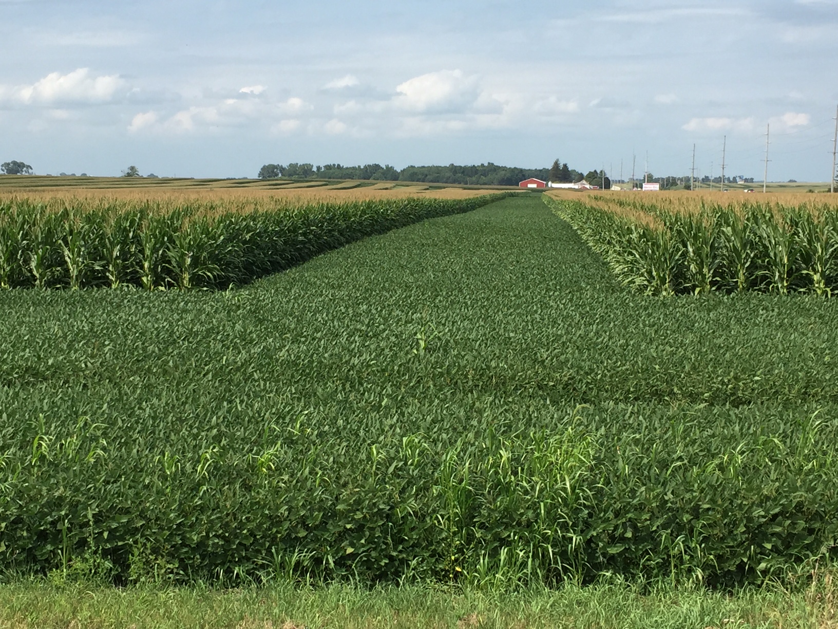 Iowa Strip Crop